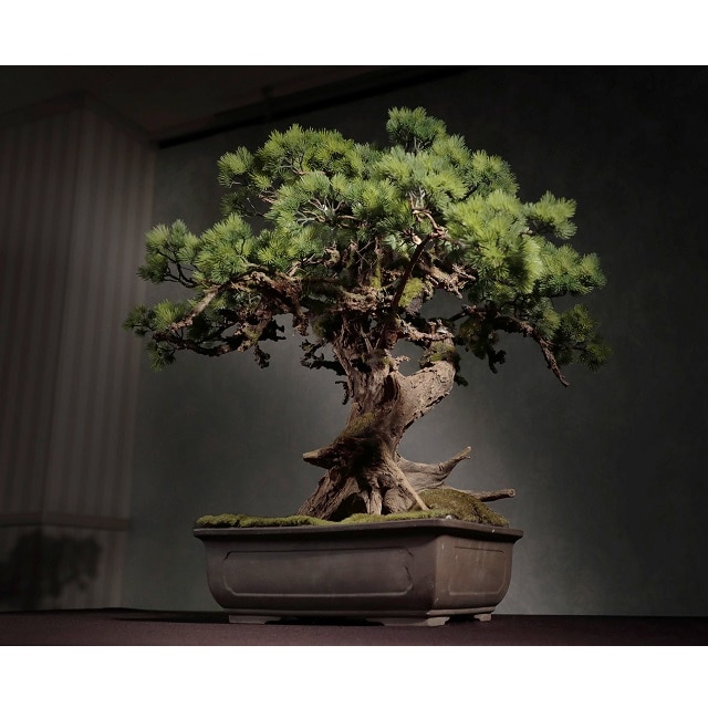 限定ポイントUP】アート盆栽（ART BONSAI） 松景色（大）幅40×奥行40×高さ40cm 送料無料【大人の休日倶楽部】:大人の良彩百貨店通販  | JRE MALLショッピング | JRE POINTが貯まる・使える