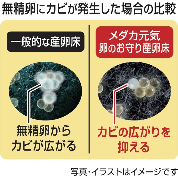 メダカ元気 卵のお守り産卵床 8個入:ビックカメラ通販 | JRE MALLショッピング | JRE POINTが貯まる・使える