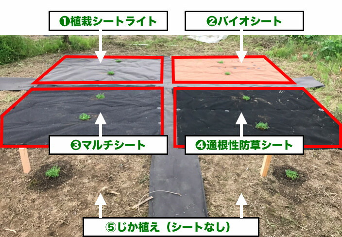 クラピア植栽シートを使った場合の成長前